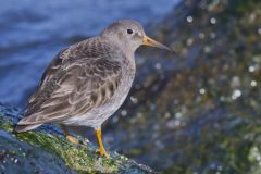 Purple Sandpiper, Calidris maritima