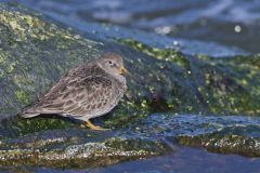 Purple Sandpiper, Calidris maritima
