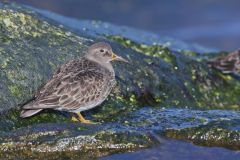 Purple Sandpiper, Calidris maritima
