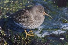 Purple Sandpiper, Calidris maritima