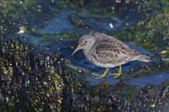 Purple Sandpiper, Calidris maritima