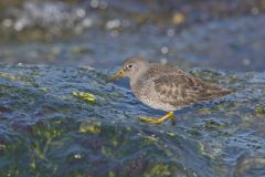 Purple Sandpiper, Calidris maritima