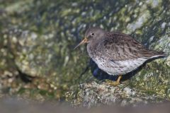 Purple Sandpiper, Calidris maritima