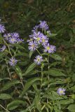 Purplestem Aster, Symphyotrichum puniceum