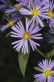 Purplestem Aster, Symphyotrichum puniceum
