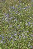 Purplestem Aster, Symphyotrichum puniceum