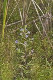 Purplestem Aster, Symphyotrichum puniceum