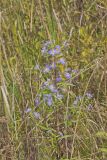 Purplestem Aster, Symphyotrichum puniceum