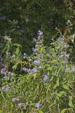 Purplestem Aster, Symphyotrichum puniceum