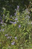 Purplestem Aster, Symphyotrichum puniceum