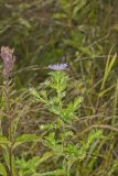 Purplestem Aster, Symphyotrichum puniceum