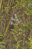 Purplestem Aster, Symphyotrichum puniceum