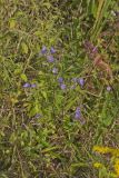Purplestem Aster, Symphyotrichum puniceum