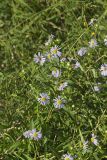 Purplestem Aster, Symphyotrichum puniceum