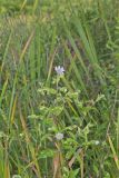 Purplestem Aster, Symphyotrichum puniceum
