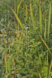 Purplestem Aster, Symphyotrichum puniceum