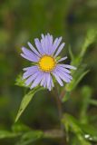 Purplestem Aster, Symphyotrichum puniceum