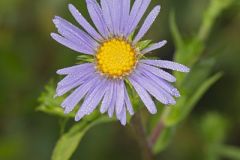 Purplestem Aster