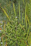 Purplestem Aster, Symphyotrichum puniceum