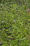 Purplestem Aster, Symphyotrichum puniceum