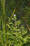 Purplestem Aster, Symphyotrichum puniceum