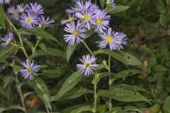 Purplestem Aster, Symphyotrichum puniceum