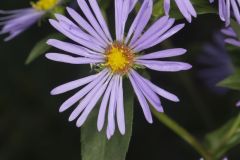 Purplestem Aster, Symphyotrichum puniceum