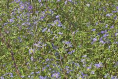 Purplestem Aster, Symphyotrichum puniceum