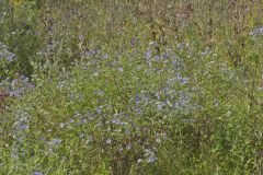 Purplestem Aster, Symphyotrichum puniceum