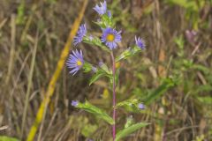Purplestem Aster, Symphyotrichum puniceum