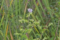 Purplestem Aster, Symphyotrichum puniceum