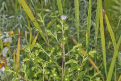 Purplestem Aster, Symphyotrichum puniceum