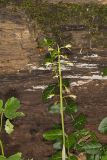 Puttyroot, Aplectrum hyemale