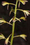 Puttyroot, Aplectrum hyemale
