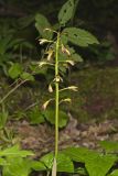 Puttyroot, Aplectrum hyemale
