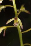 Puttyroot, Aplectrum hyemale