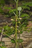 Puttyroot, Aplectrum hyemale