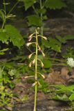 Puttyroot, Aplectrum hyemale