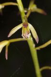 Puttyroot, Aplectrum hyemale
