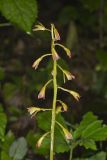 Puttyroot, Aplectrum hyemale