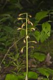 Puttyroot, Aplectrum hyemale