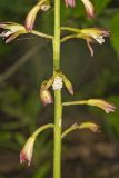 Puttyroot, Aplectrum hyemale