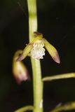 Puttyroot, Aplectrum hyemale