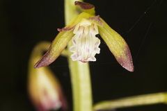 Puttyroot