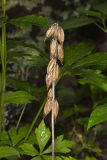 Puttyroot, Aplectrum hyemale
