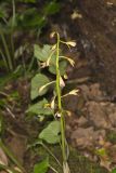 Puttyroot, Aplectrum hyemale