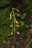 Puttyroot, Aplectrum hyemale