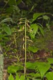 Puttyroot, Aplectrum hyemale