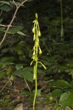 Puttyroot, Aplectrum hyemale