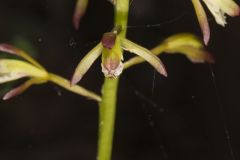 Putty-root, Aplectrum hyemale